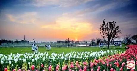 2017年10月3-6日荷蘭花海-陽澄湖大閘蟹-沙家浜-錢塘江大潮-丹頂鶴自然保護區(qū)四日游招募_旅游_網