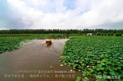我在寶應(yīng)荷園等你:接天蓮葉無窮碧,映日荷花別樣紅