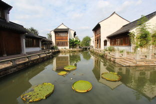 秋風(fēng)起蟹腳癢，陽澄湖沙家浜兩日尋味游